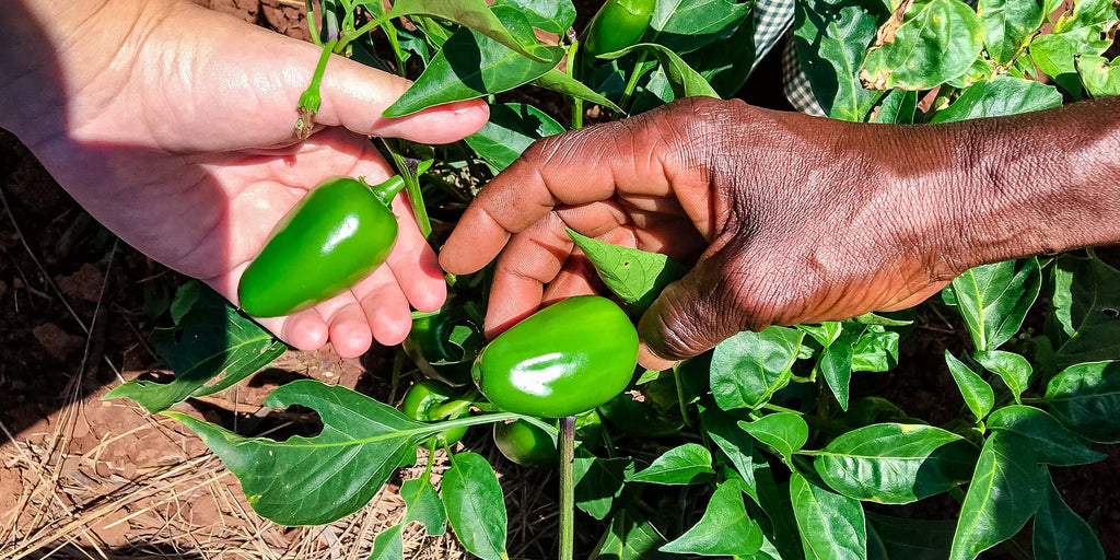 The Joy of Creating Vegan Foods that Taste Good AND Do Good